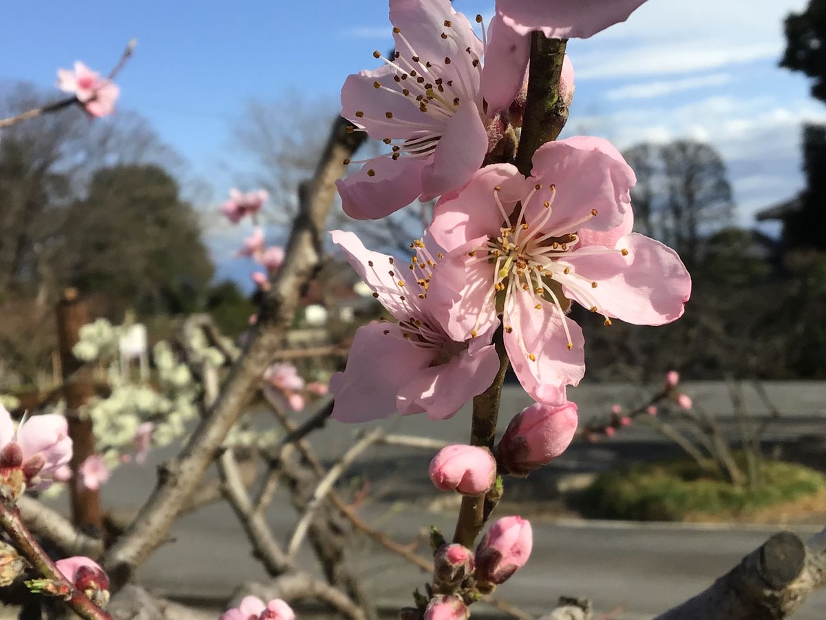 桃の花