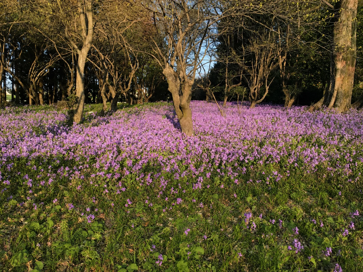敷地に広がる春の花畑