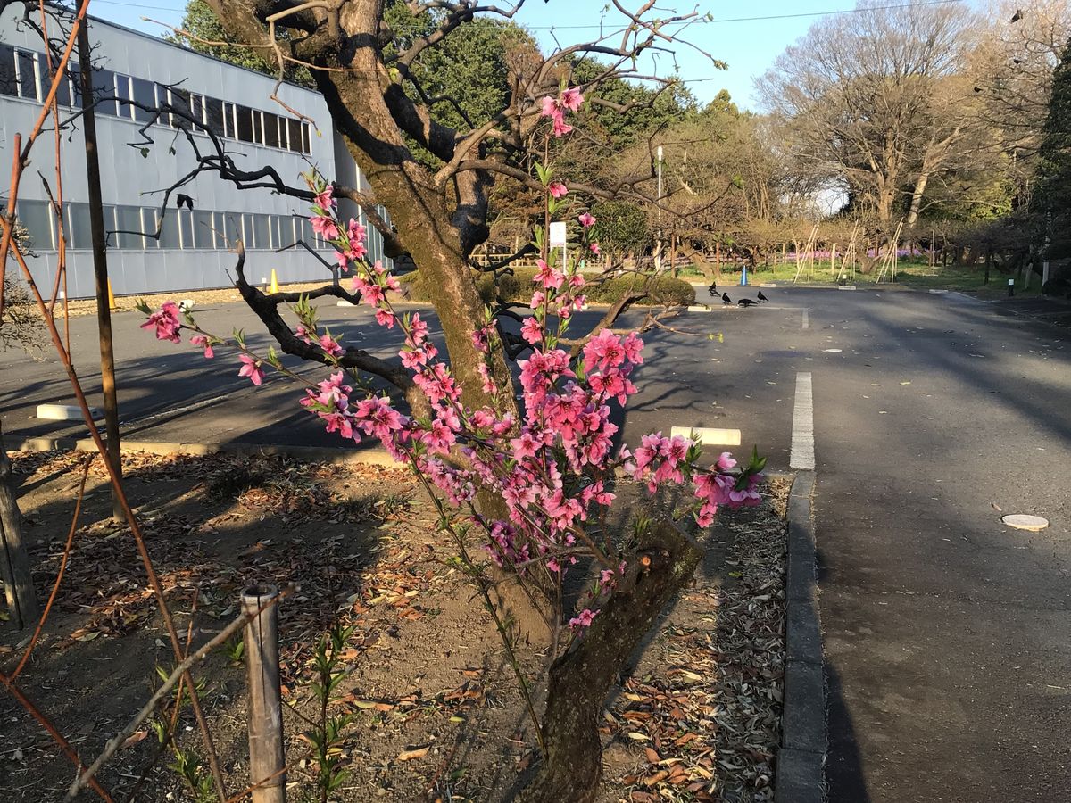 花桃