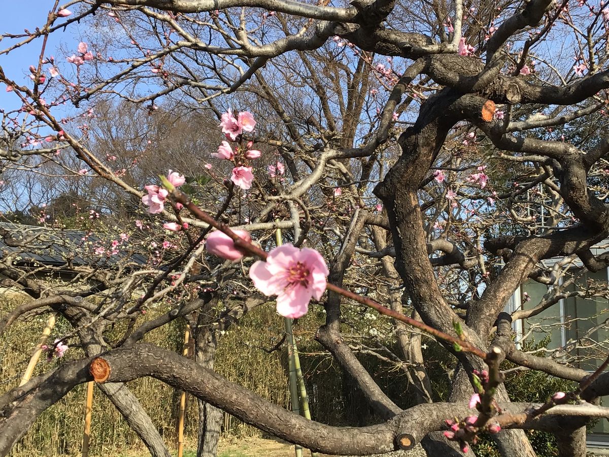 梅