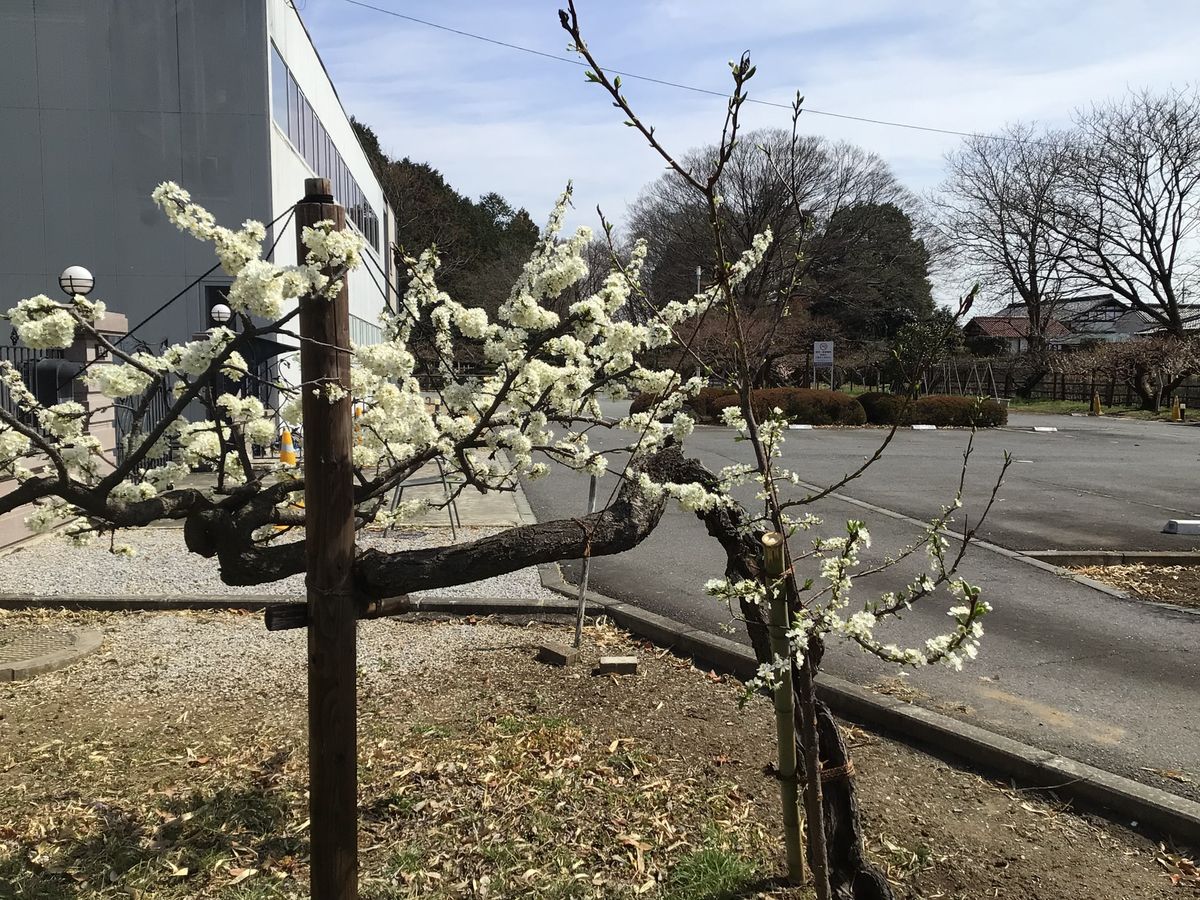 白い花の咲く木