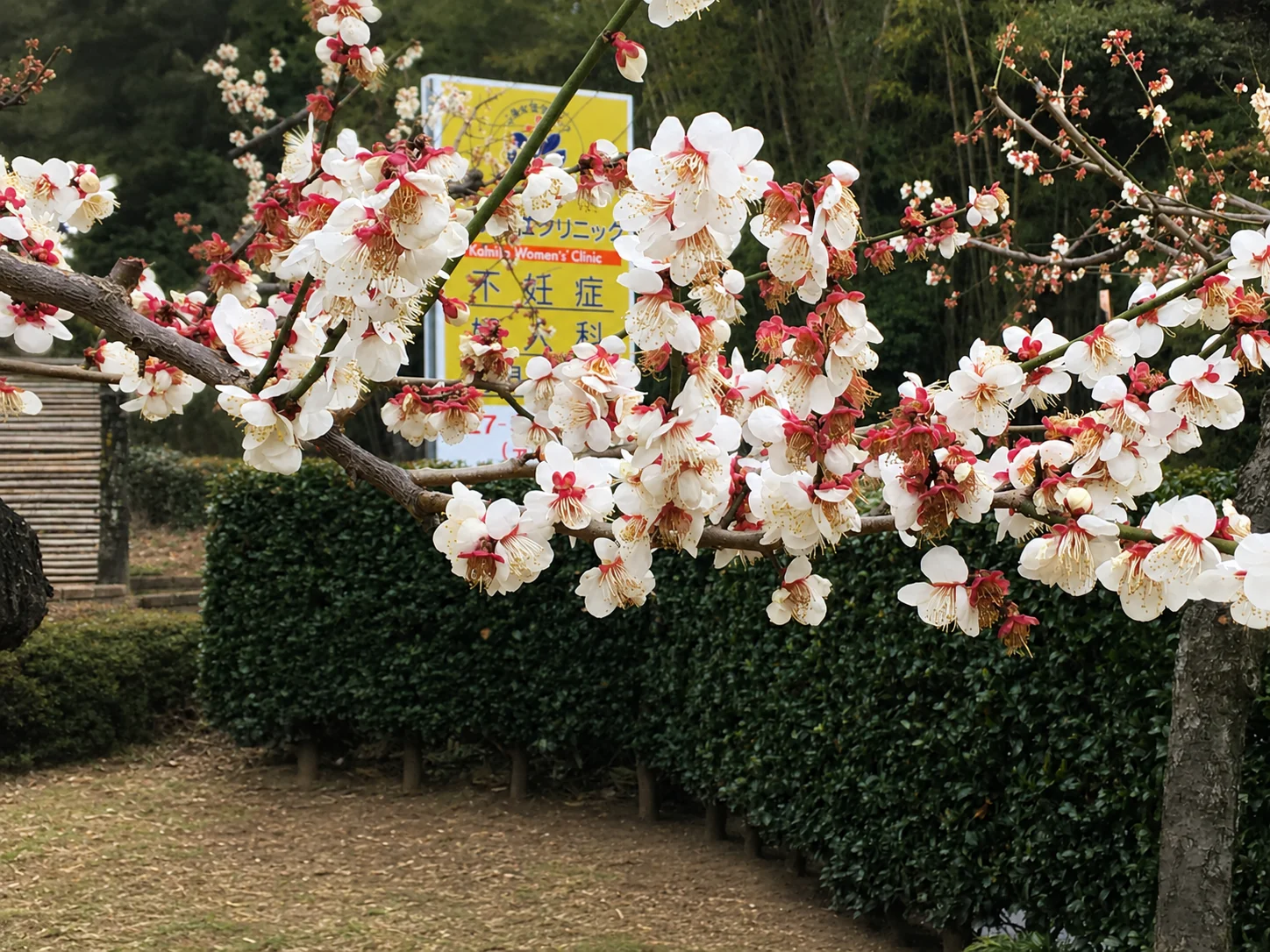 紅白の梅とクリニックの案内看板